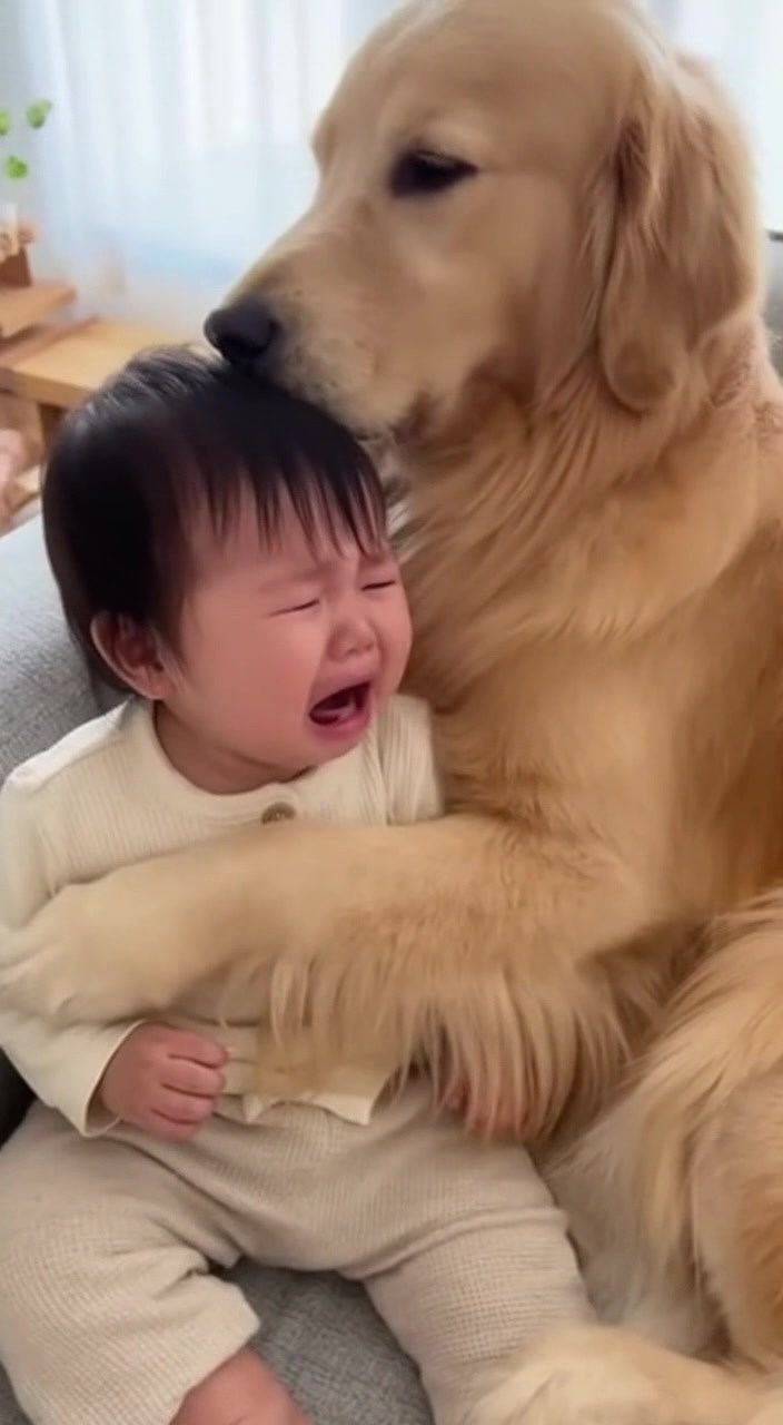@金色ドリーマー💛犬愛好家