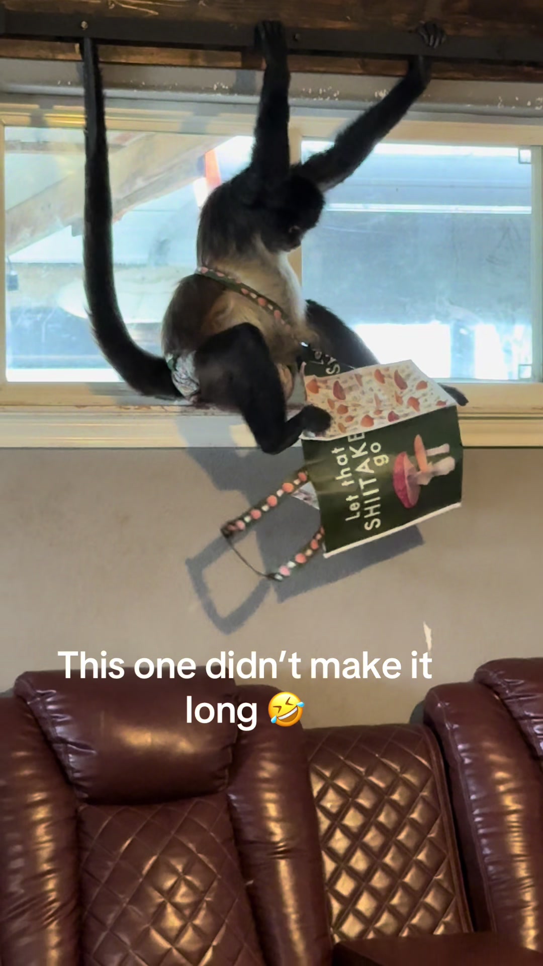 @ThatMonkeyLady🐒⚓️💙⚖️💕🐒