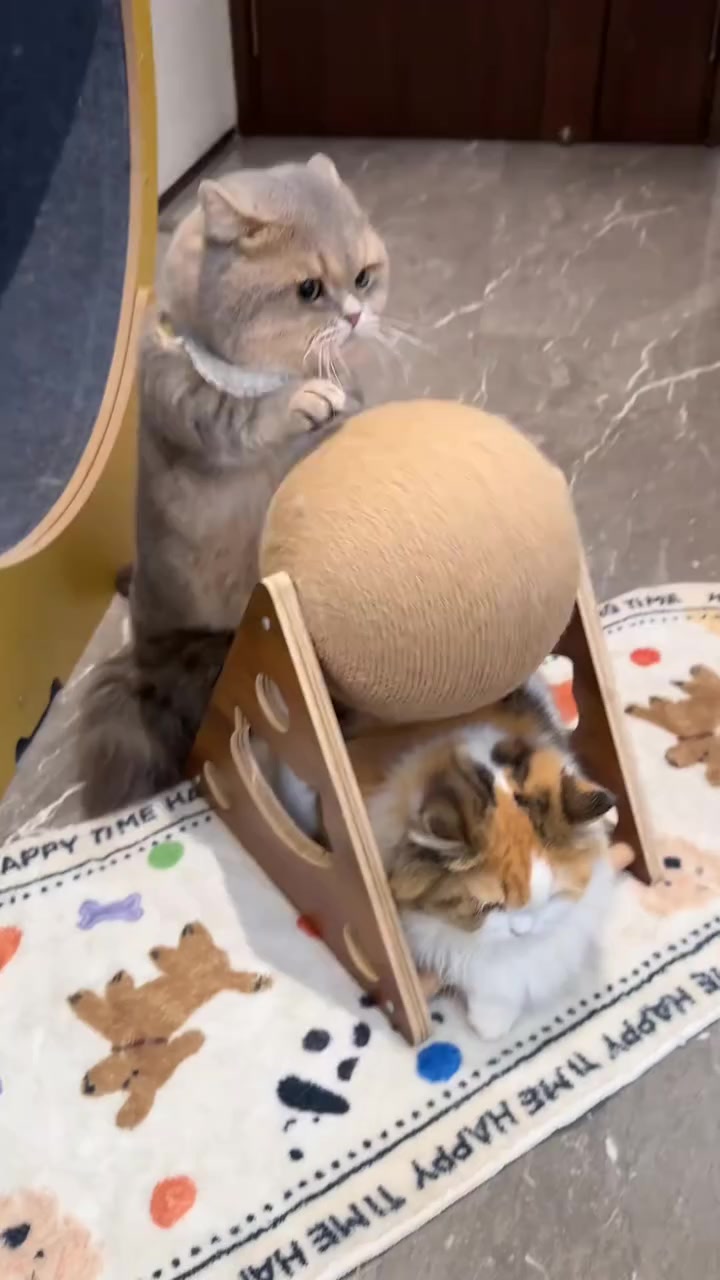 @Chonky World Of Cats