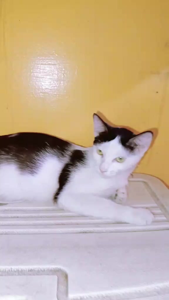 @sny meow🐈
