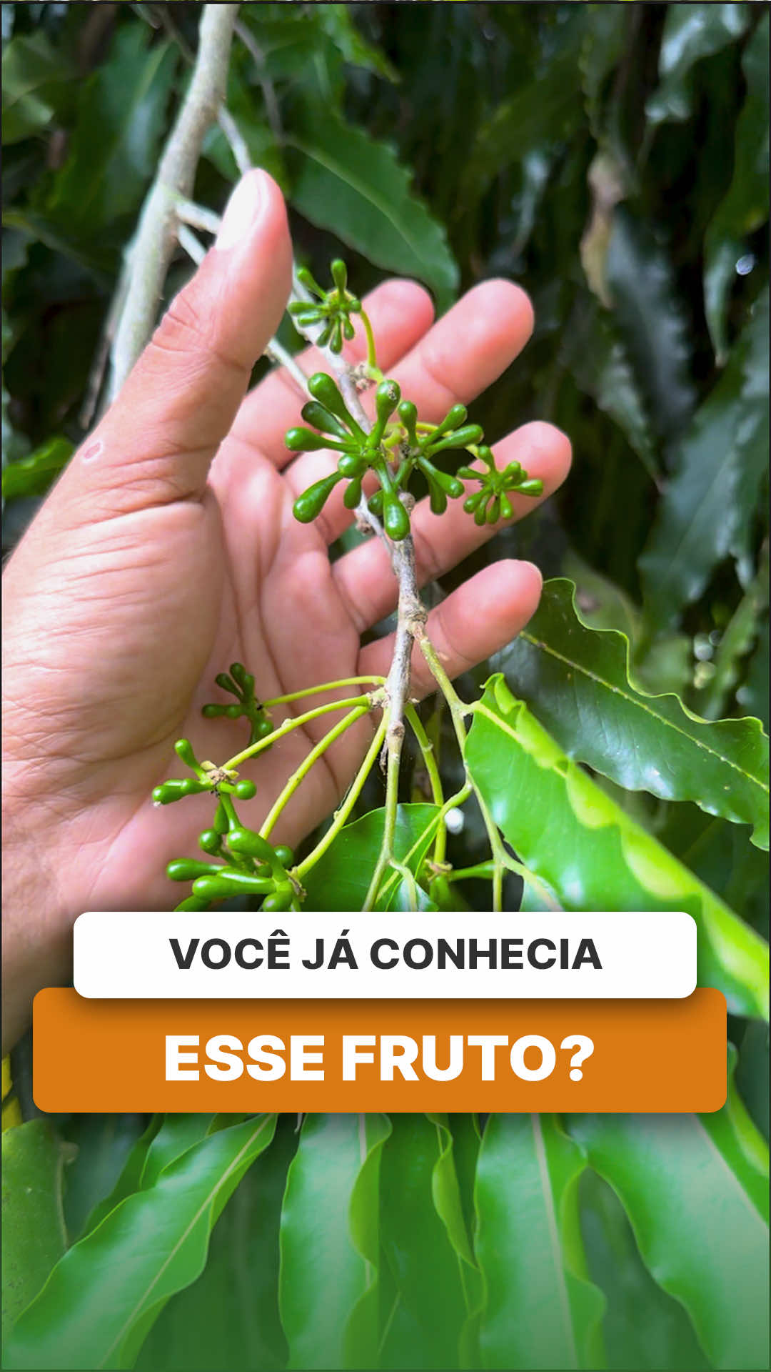 @ViveiroProMudas