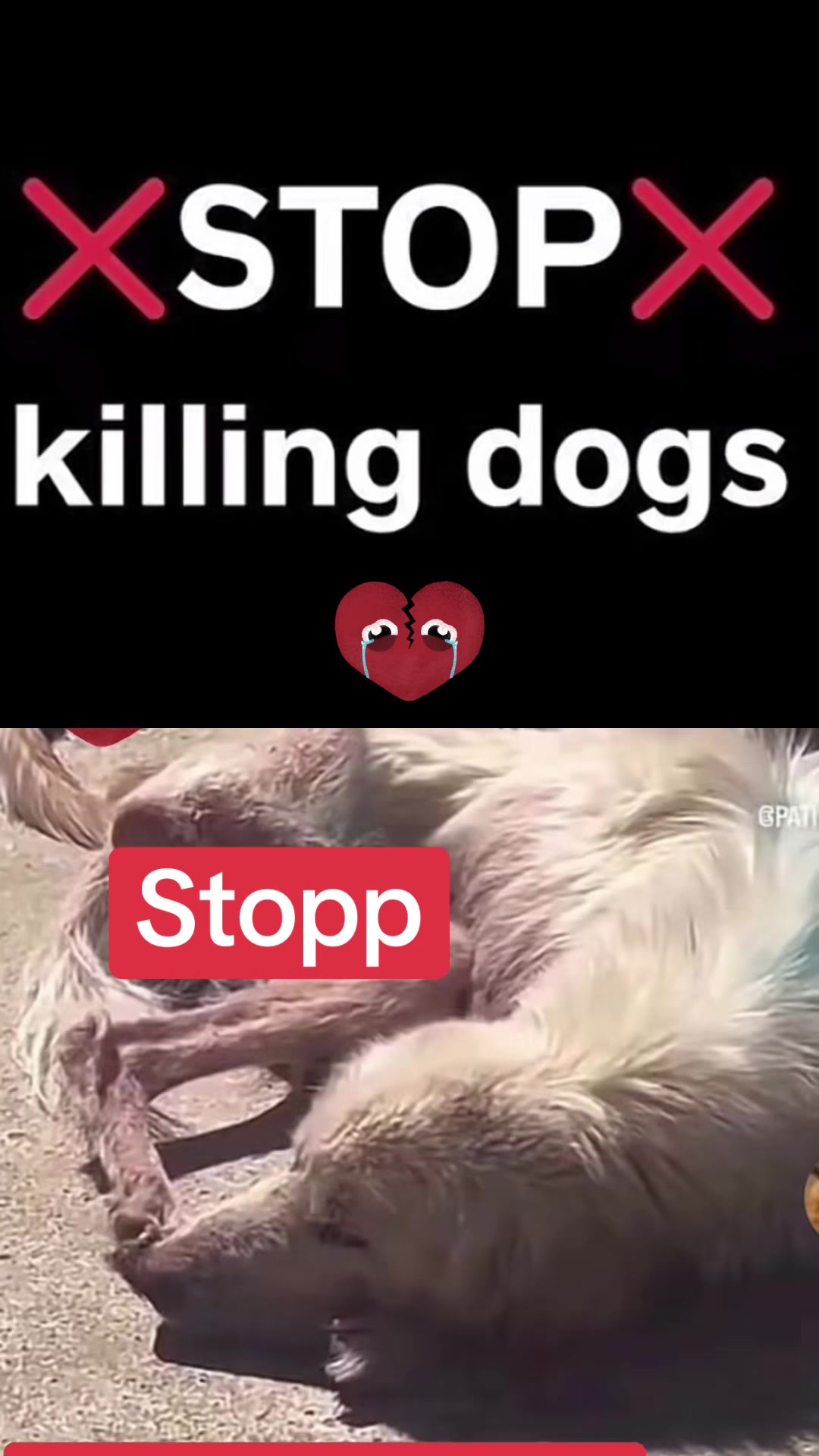 @Lua Team🐈🐕&zwj;🦺L&ouml;wenherz❤️🦁