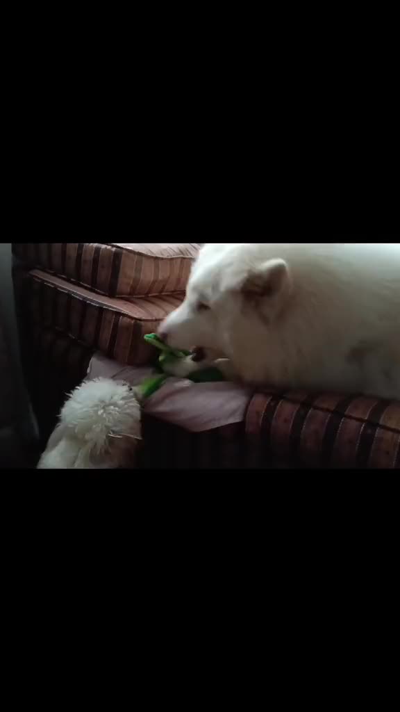 @💓🐶OTTO POLAR 🐶💓