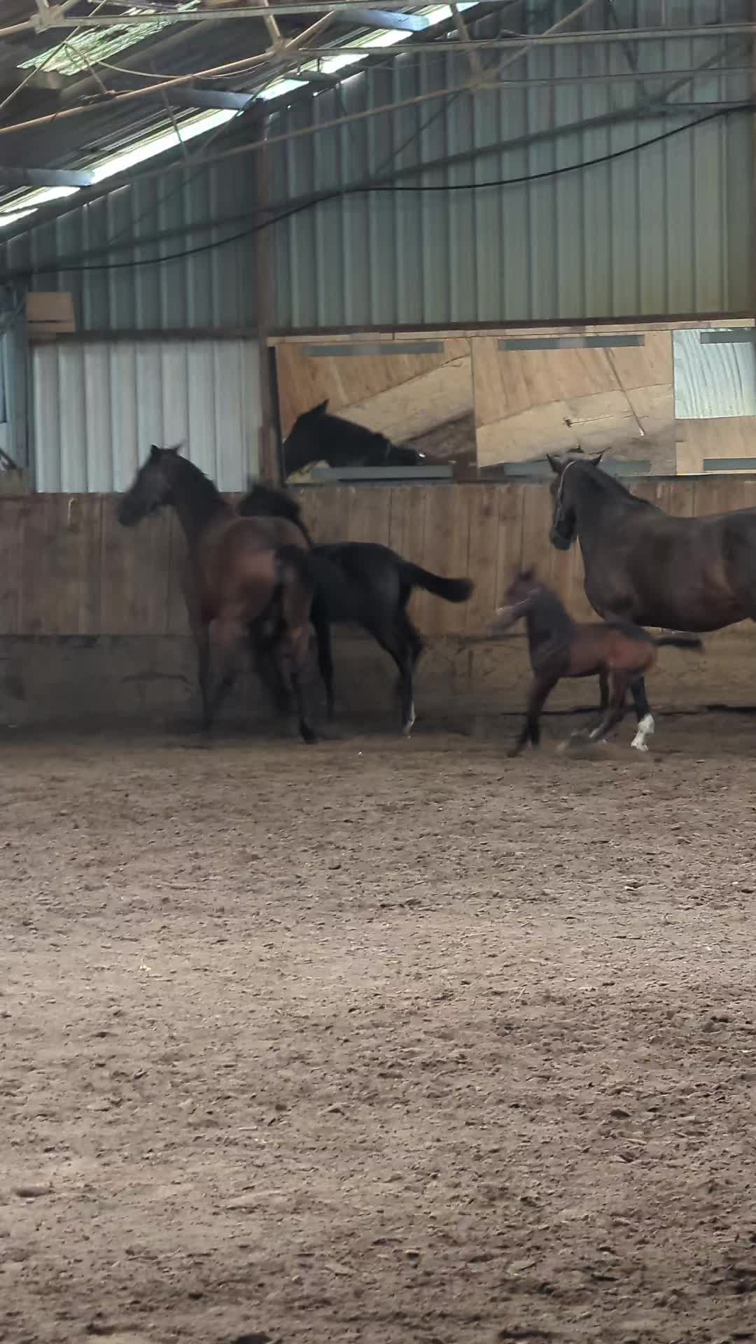 @Elegantia Horses