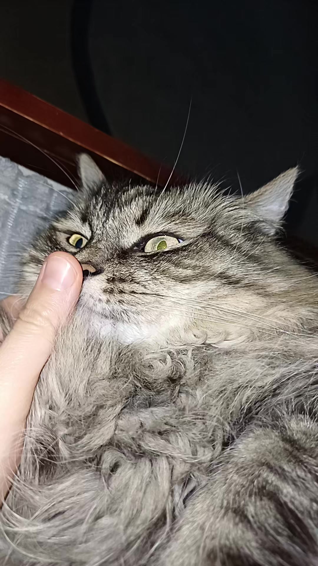 @cat_bayun_