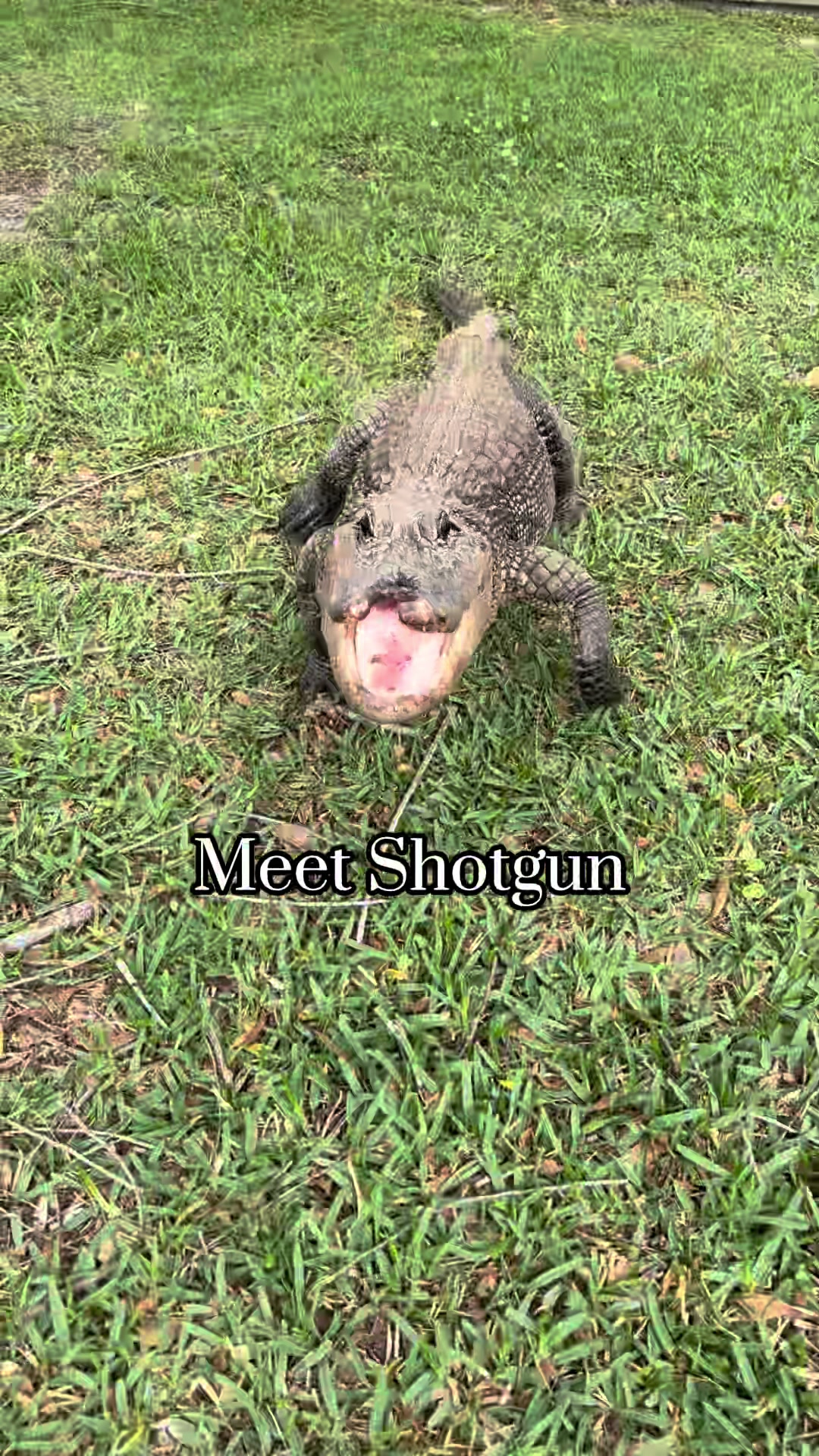 @Gator Country TX