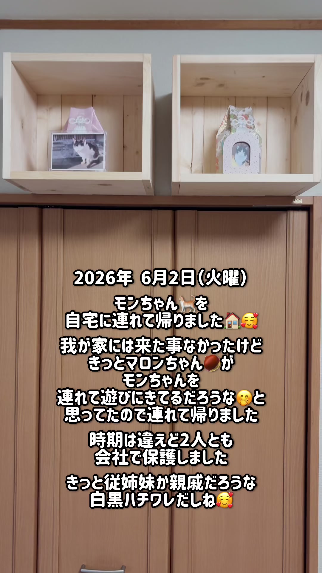 @ねこぷにもふ|ホワイトシェパードのハクちゃん