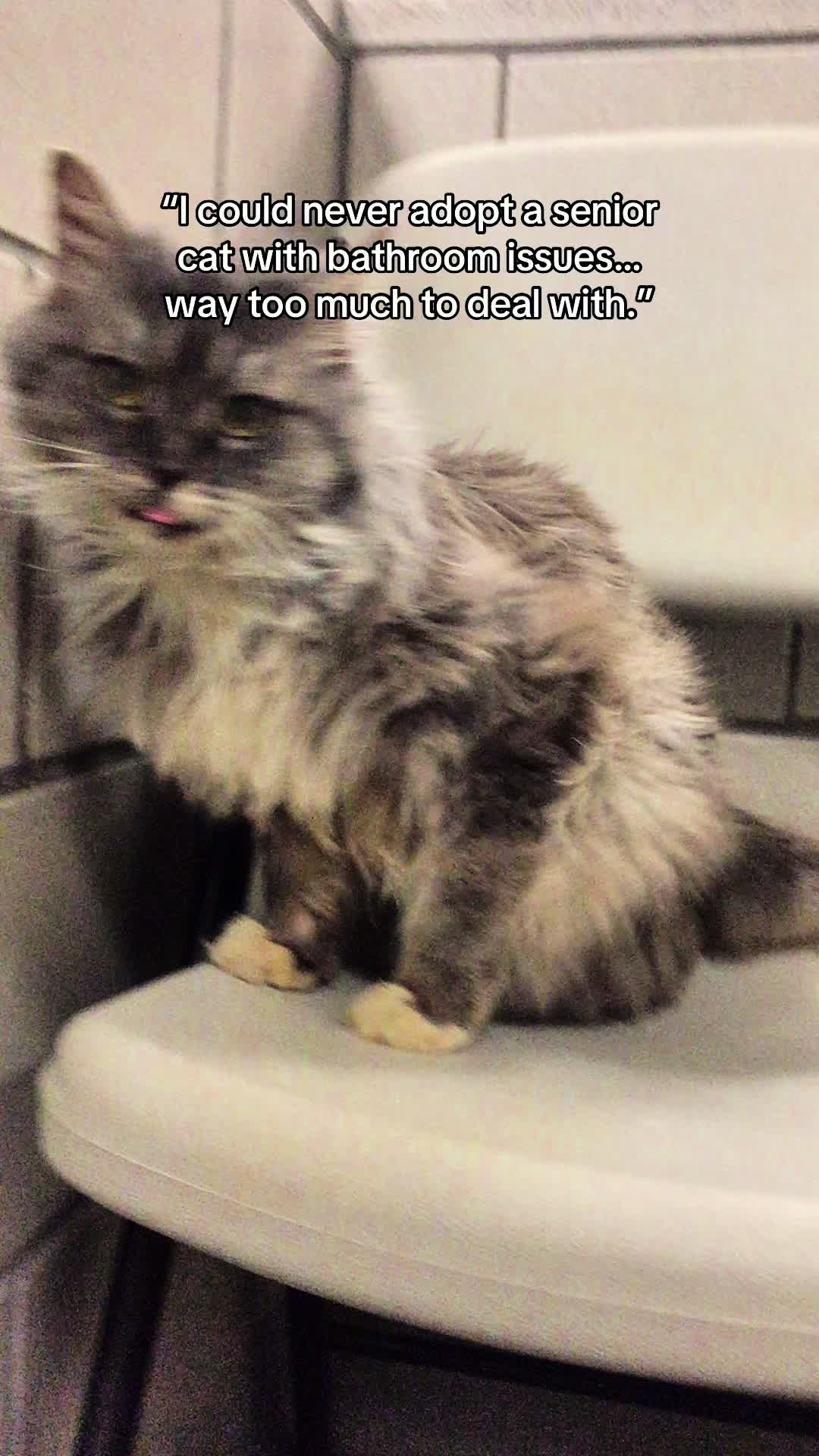 @Auntie Julie - The Cat Sitter
