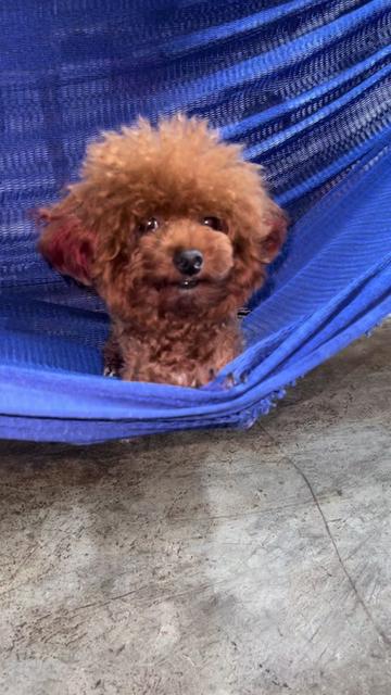 @Nị Đẹp Chó 🐶