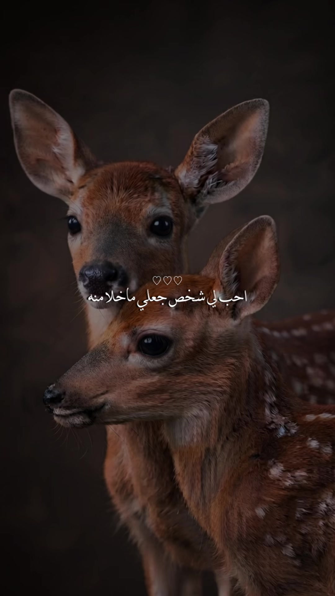 @﮼غزال🦌