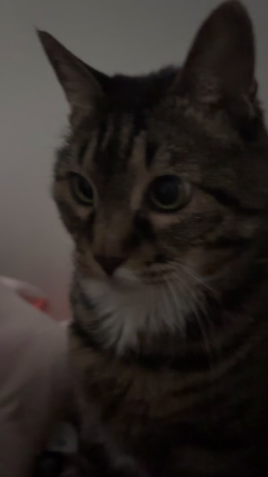 @ganzi_kitty