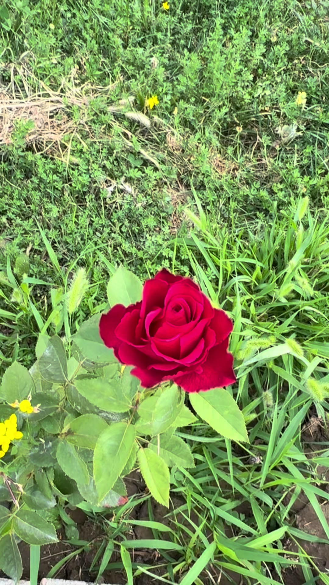 @Эльмира Вайс | 365 шагов