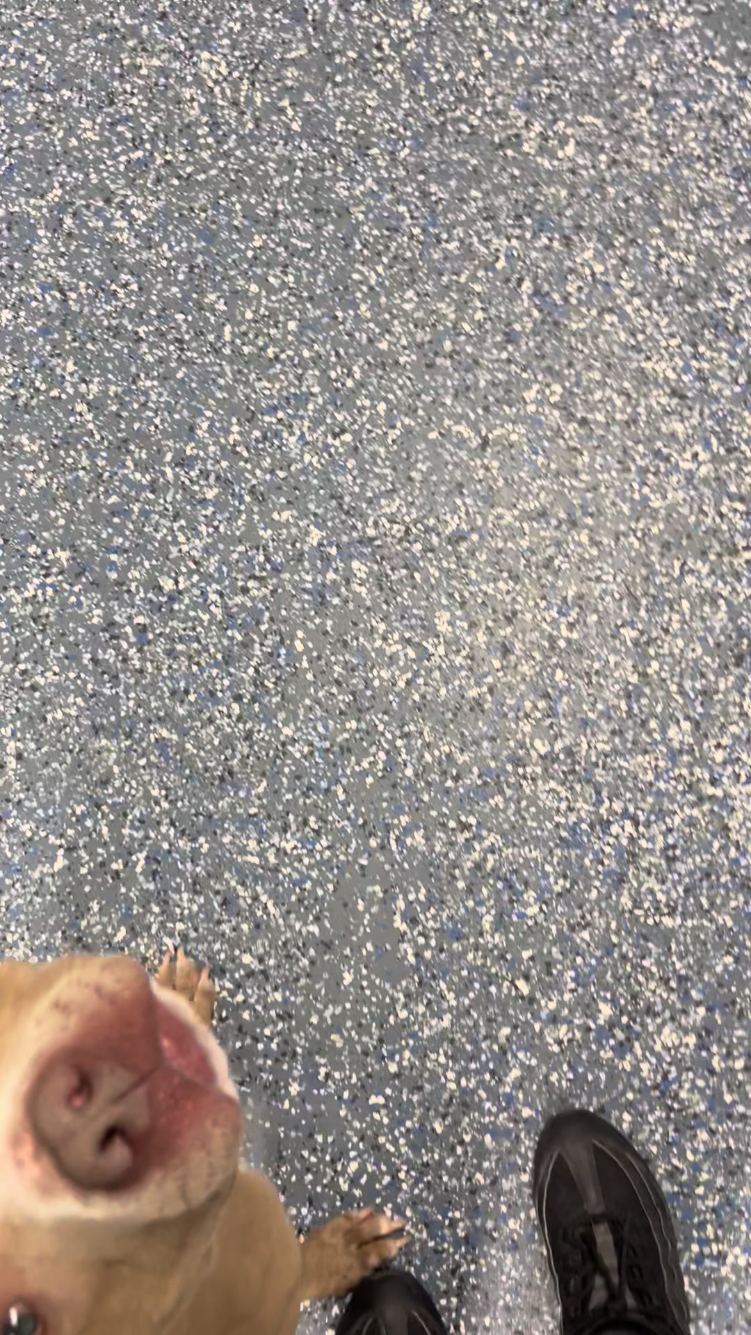 @Jay TheDog Trainer