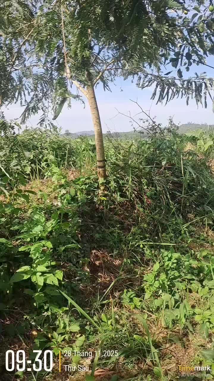 @&Ocirc;ng Nhọn