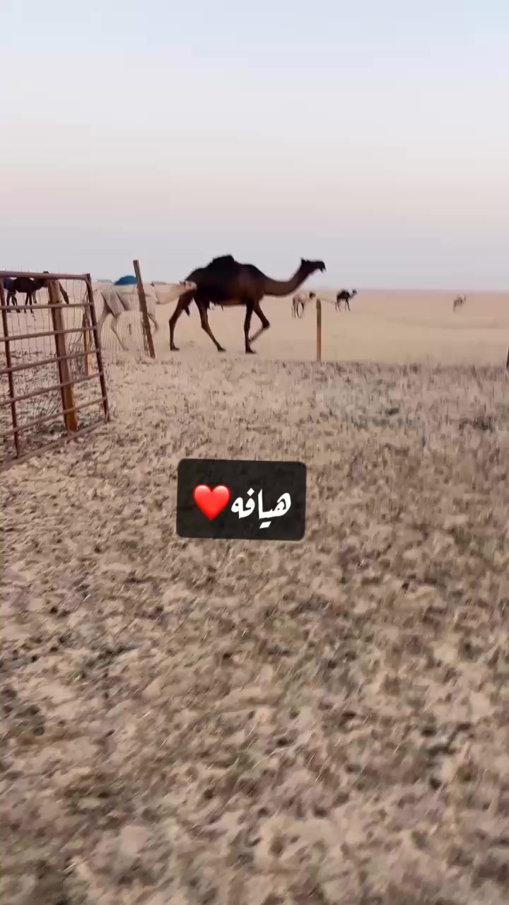 @محمد راعي الدويحا🤍🐪