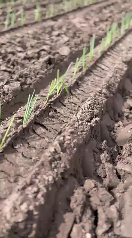 @Agriplant