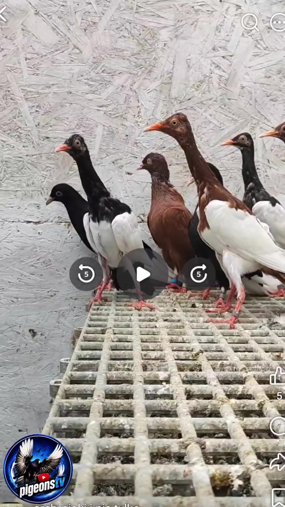 @Pigeons Tv
