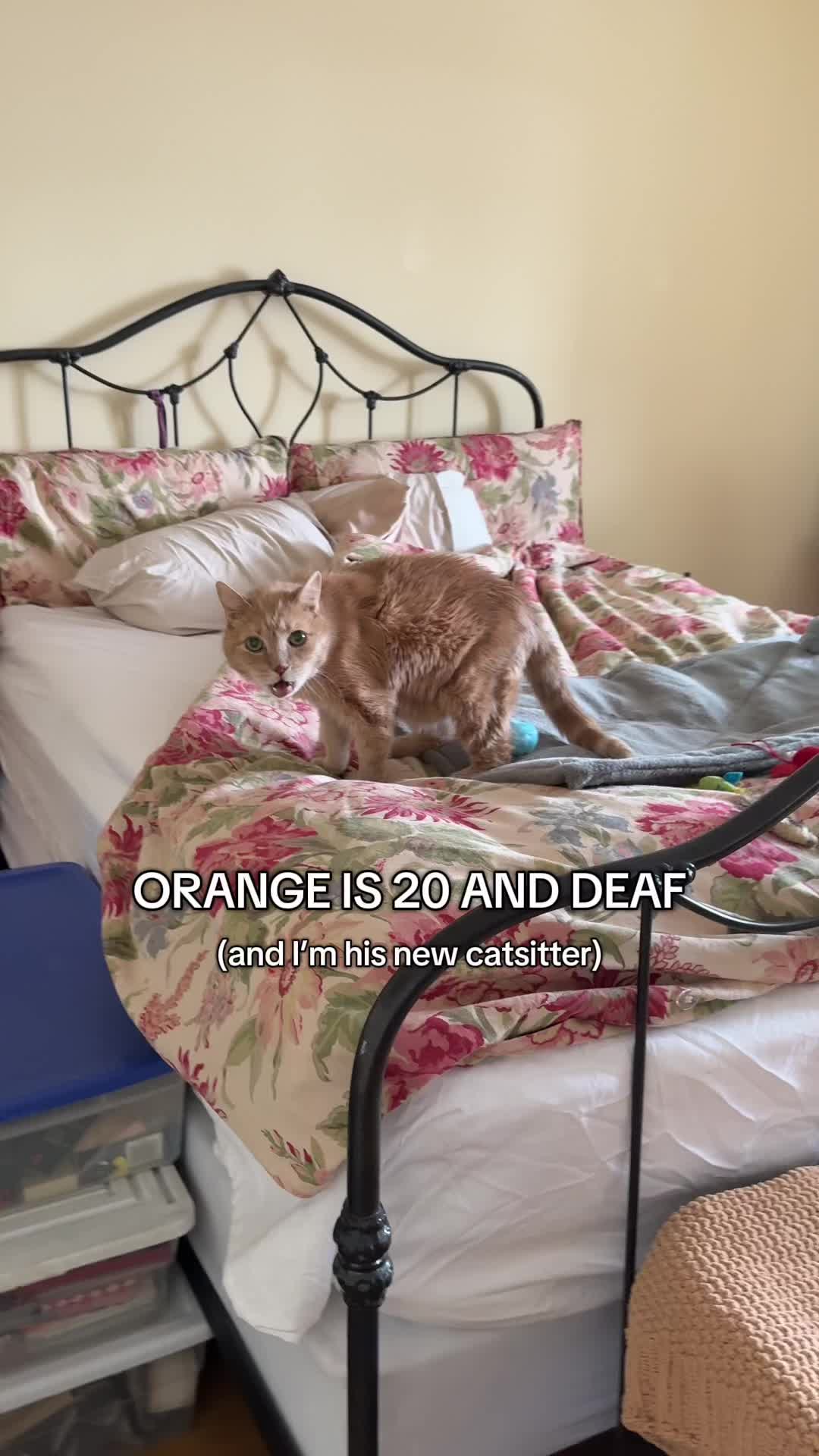 @Auntie Julie - The Cat Sitter