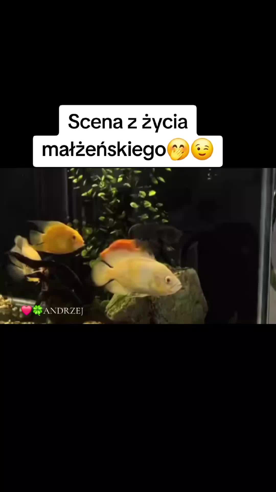 @❤️🍀ANDRZEJ
