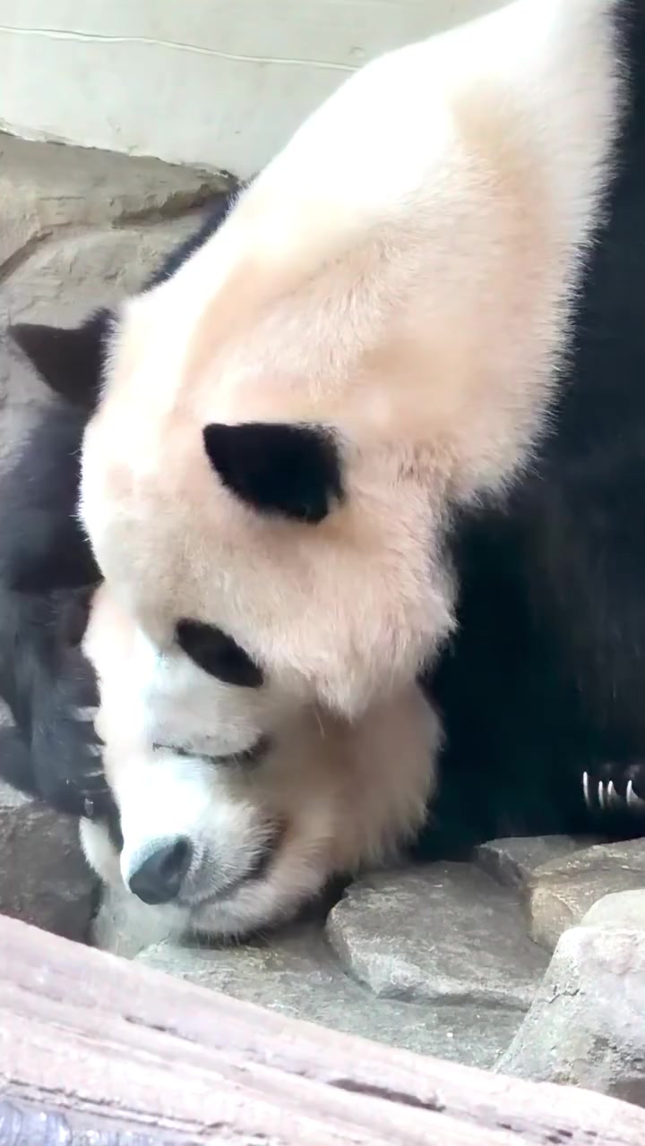 @FuRuHuShu_Bao