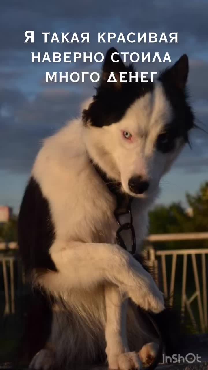 @Дизлайка