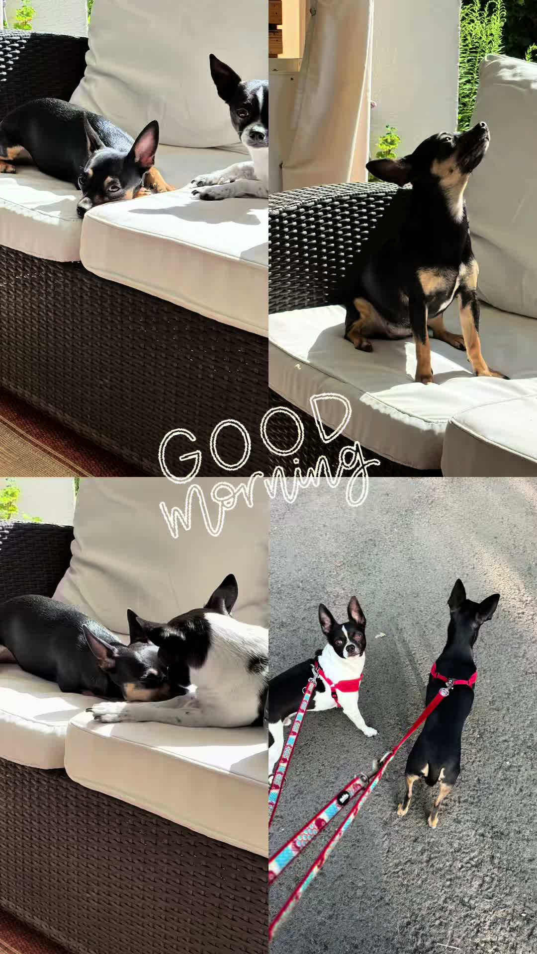 @Mo&Gi Life 🐾❤️🥰