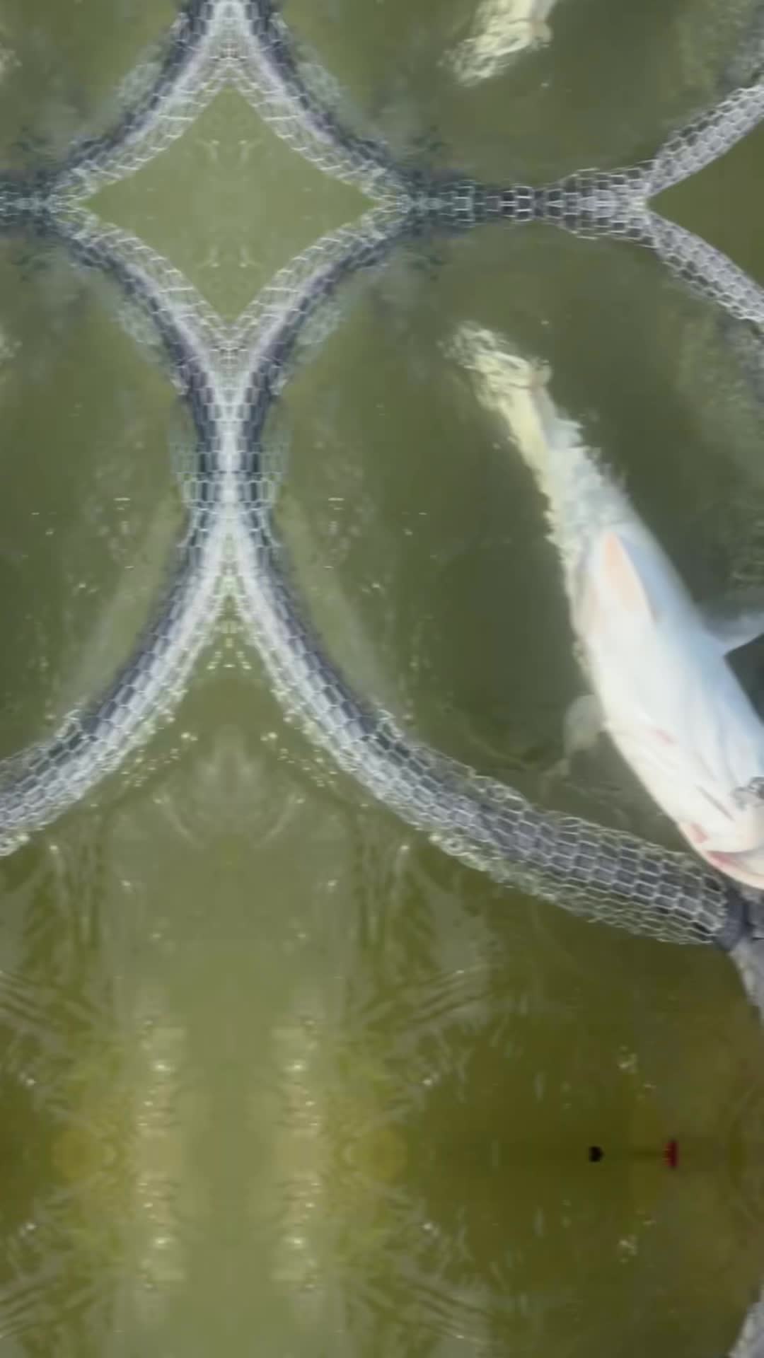 @matthewm.fishing