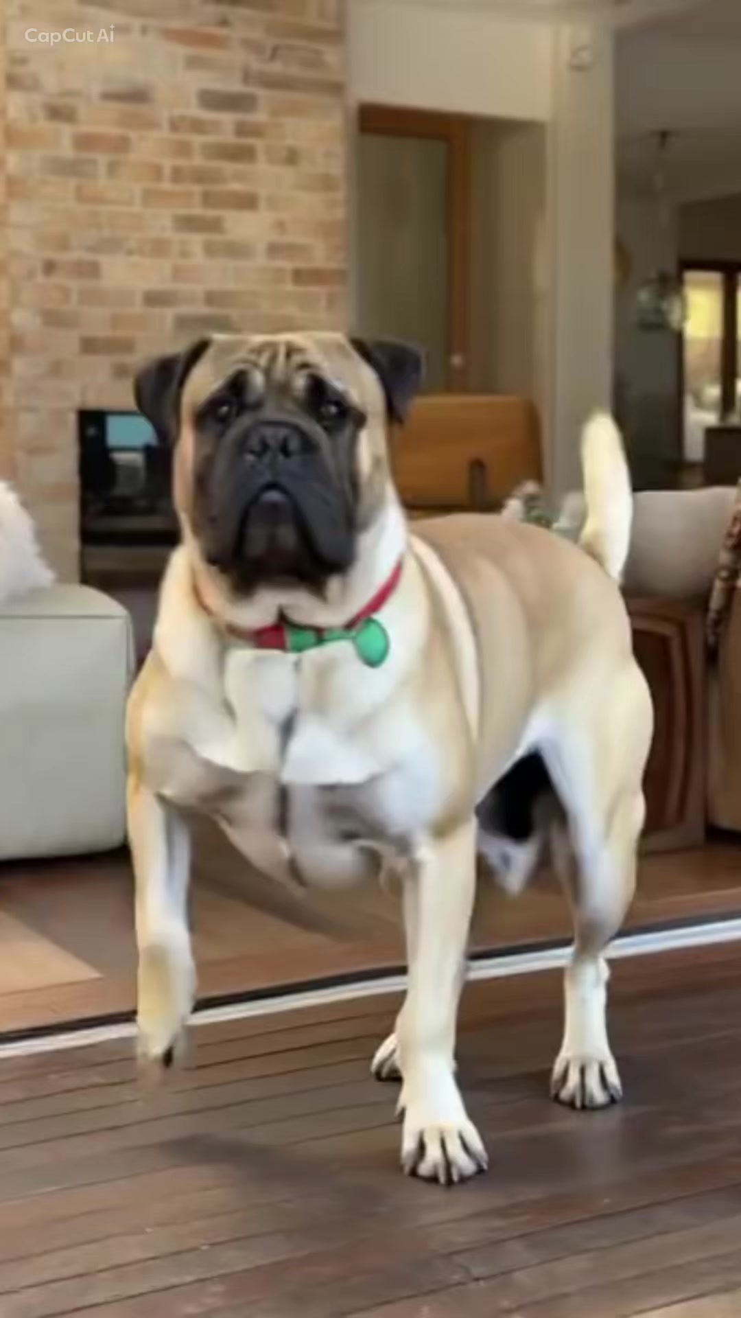 @Axel Rose | Bullmastiff