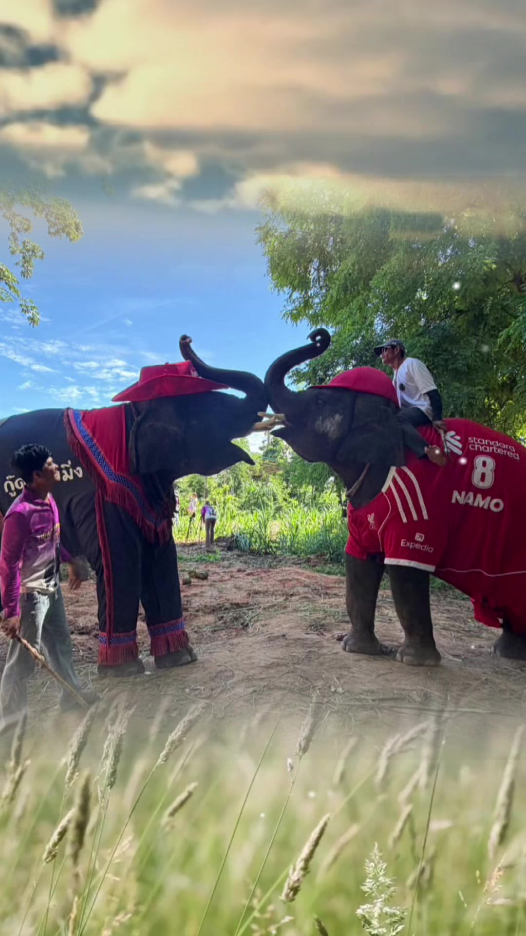 @aoraeeFcMooming🐘❤️