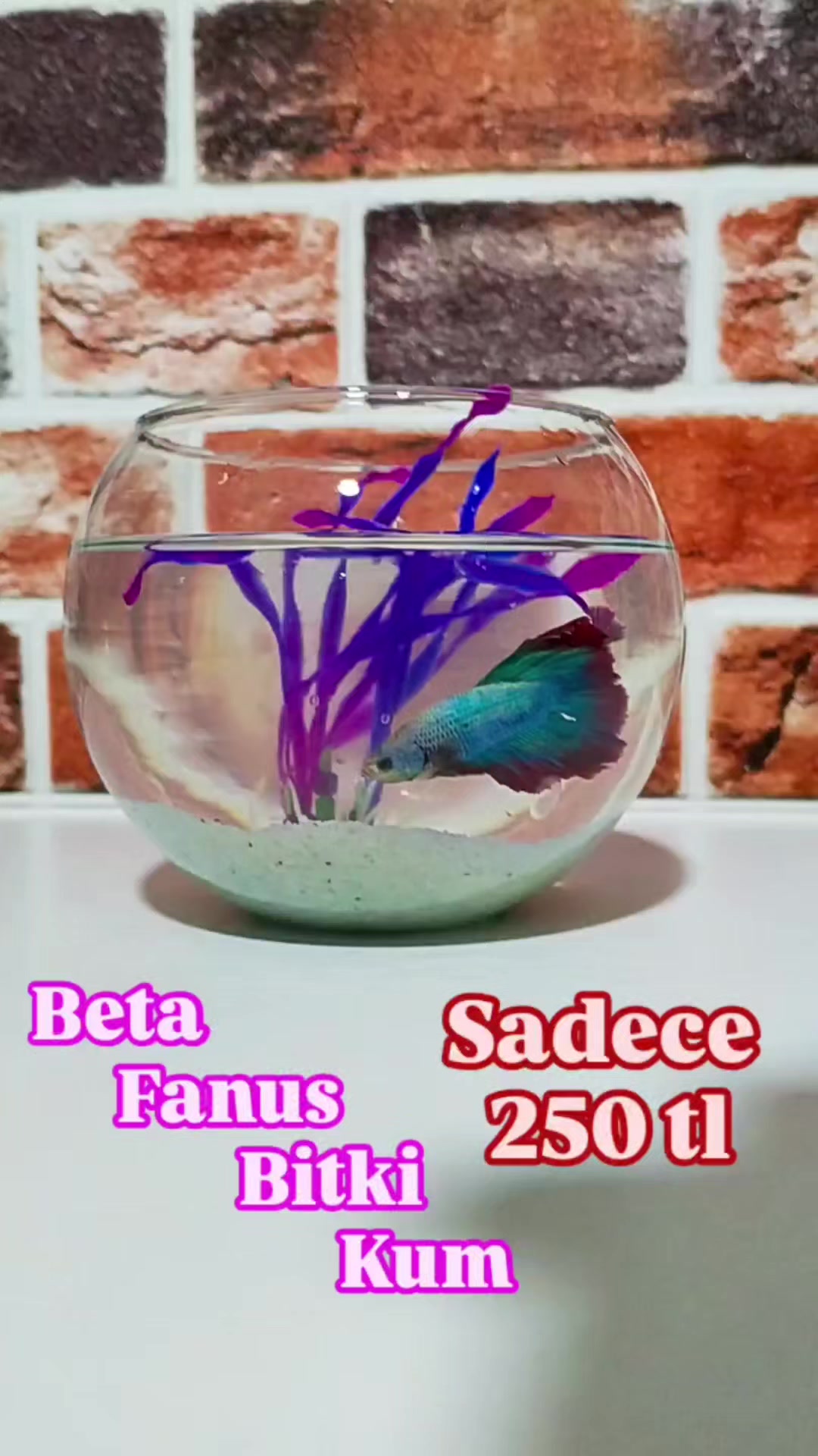 @sevimli ikizler petshop