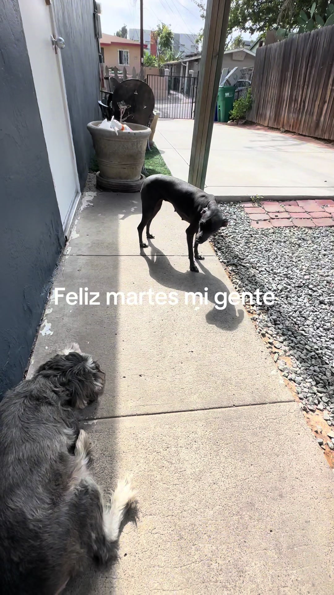 @Elcharitoopemex