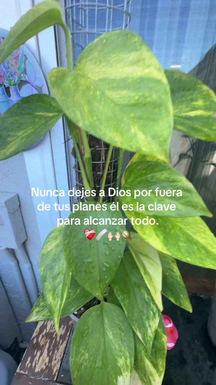 @Nuria Wandag 🫶🇸🇻