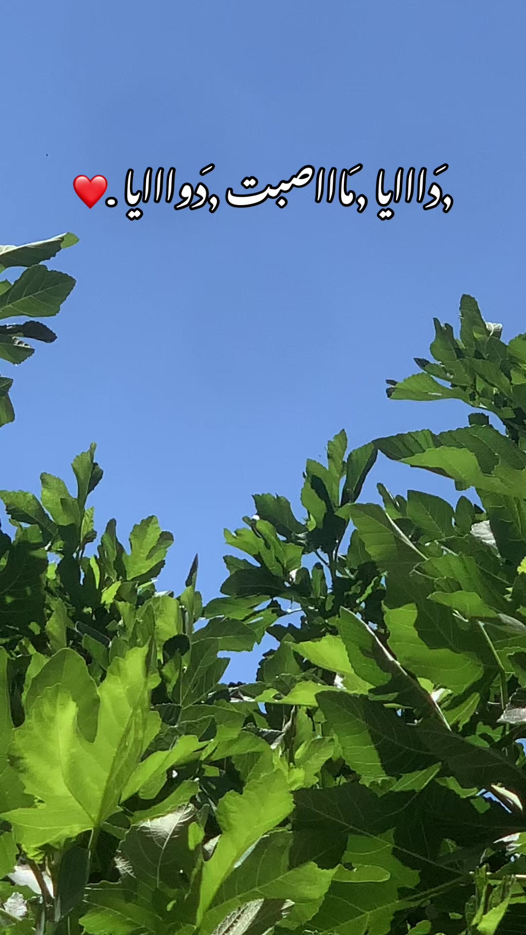 @🦇