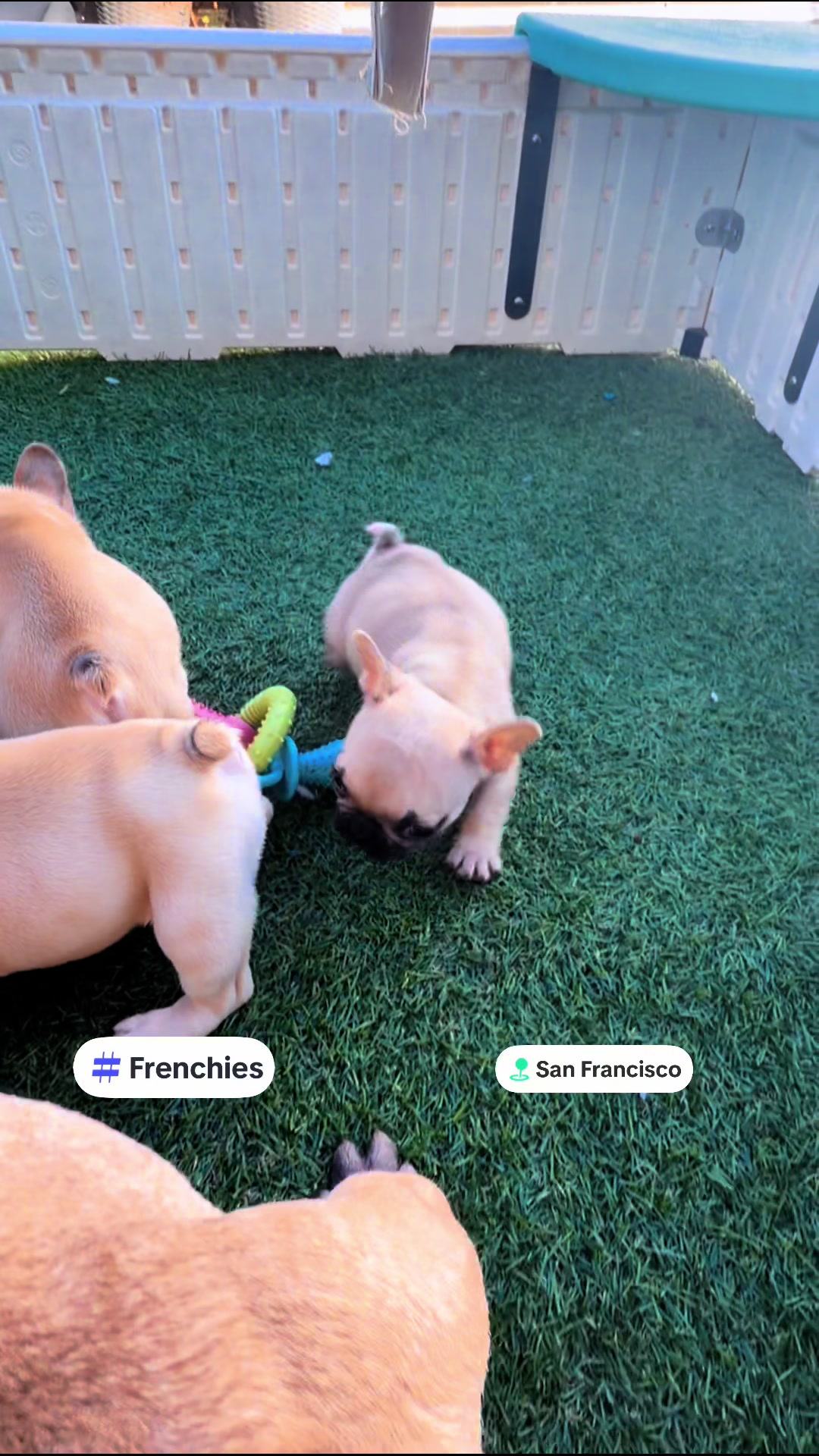 @DragonBallFrenchies
