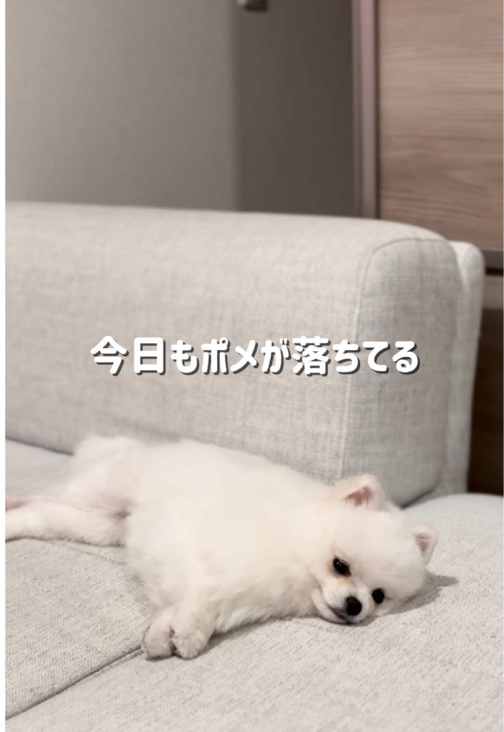 @ポメラニアンのミル🍼
