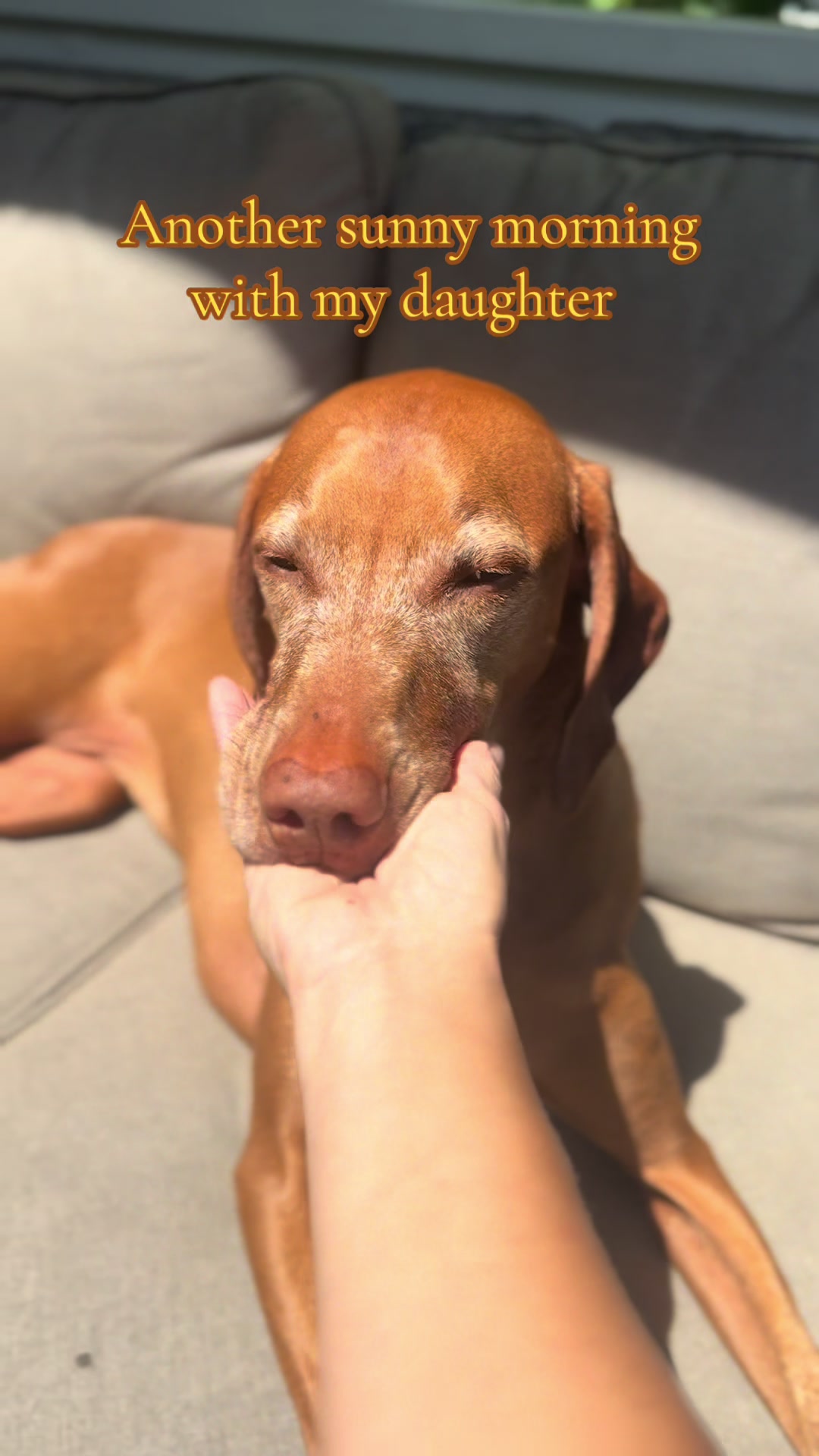@Brookie The Vizsla
