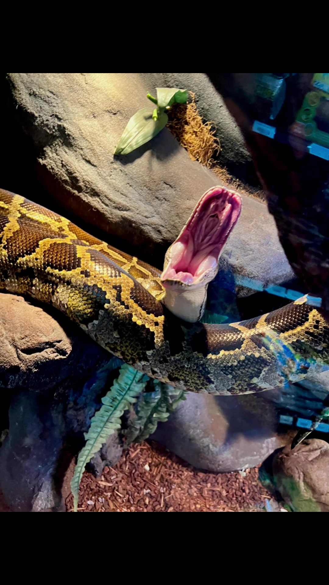 @Lacey_pet_exotics