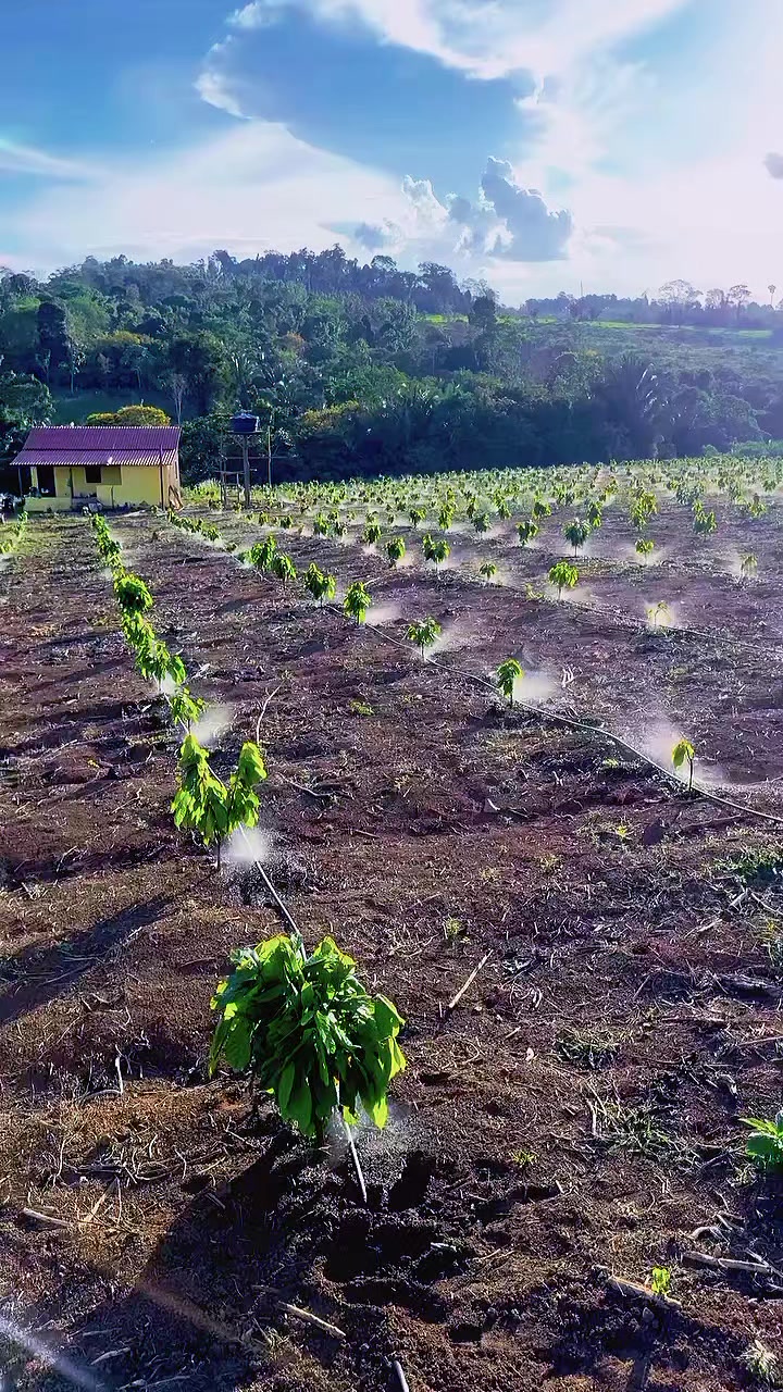 @D.kingfarm