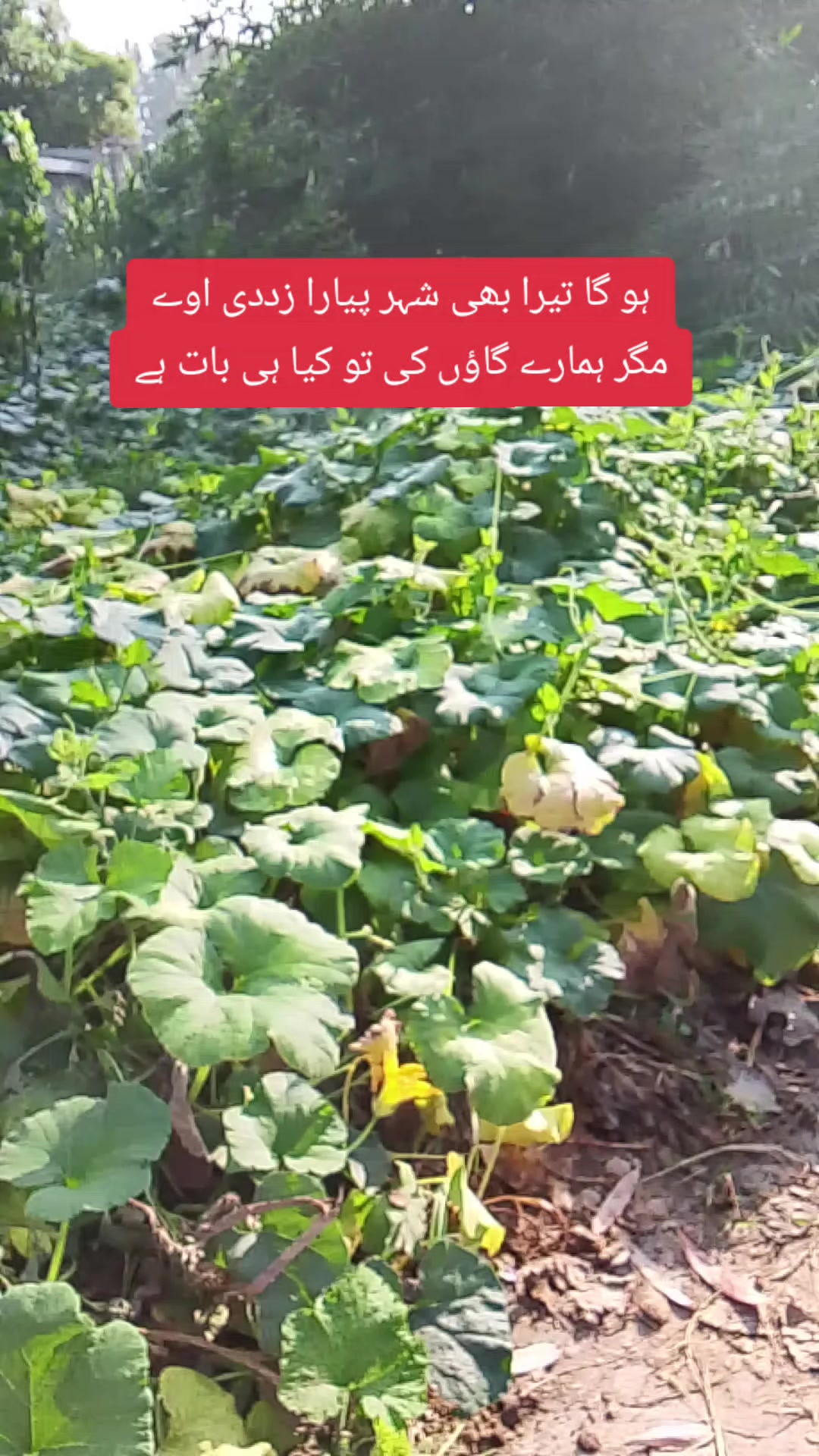 @Ziddi✌️🤨