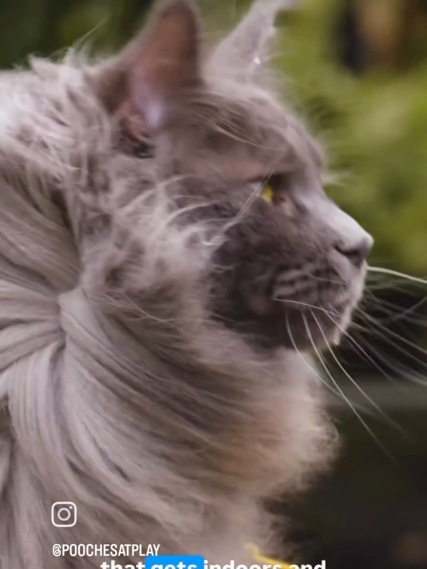 @Ragnar the Maine Coon 🐈
