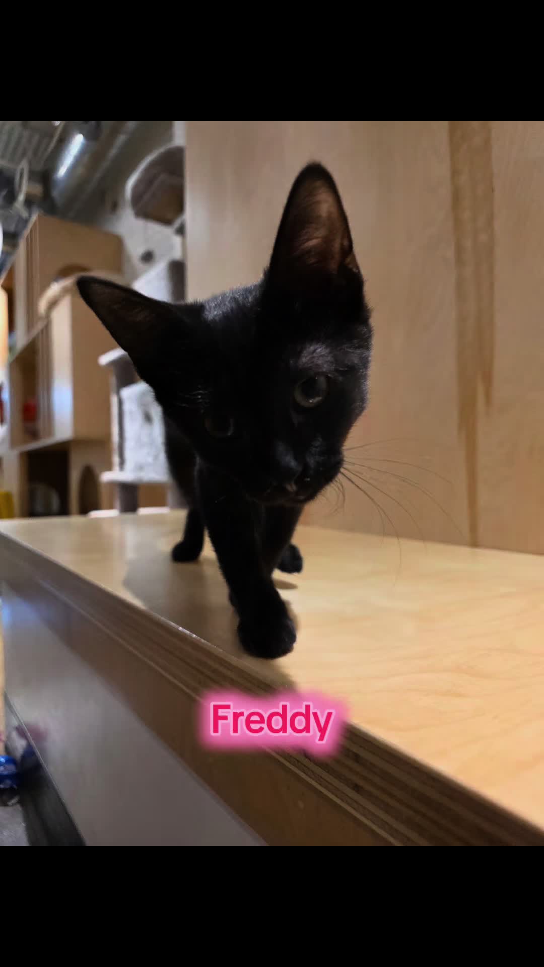 @Omaha Pet Sitter