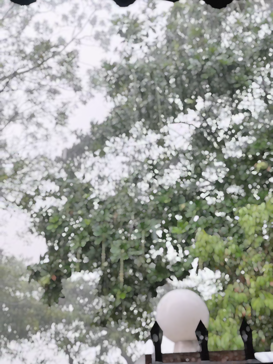 @SuNaingAung (Floral By Su)