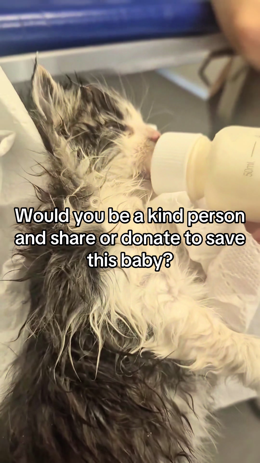 @aria_cats_rescue
