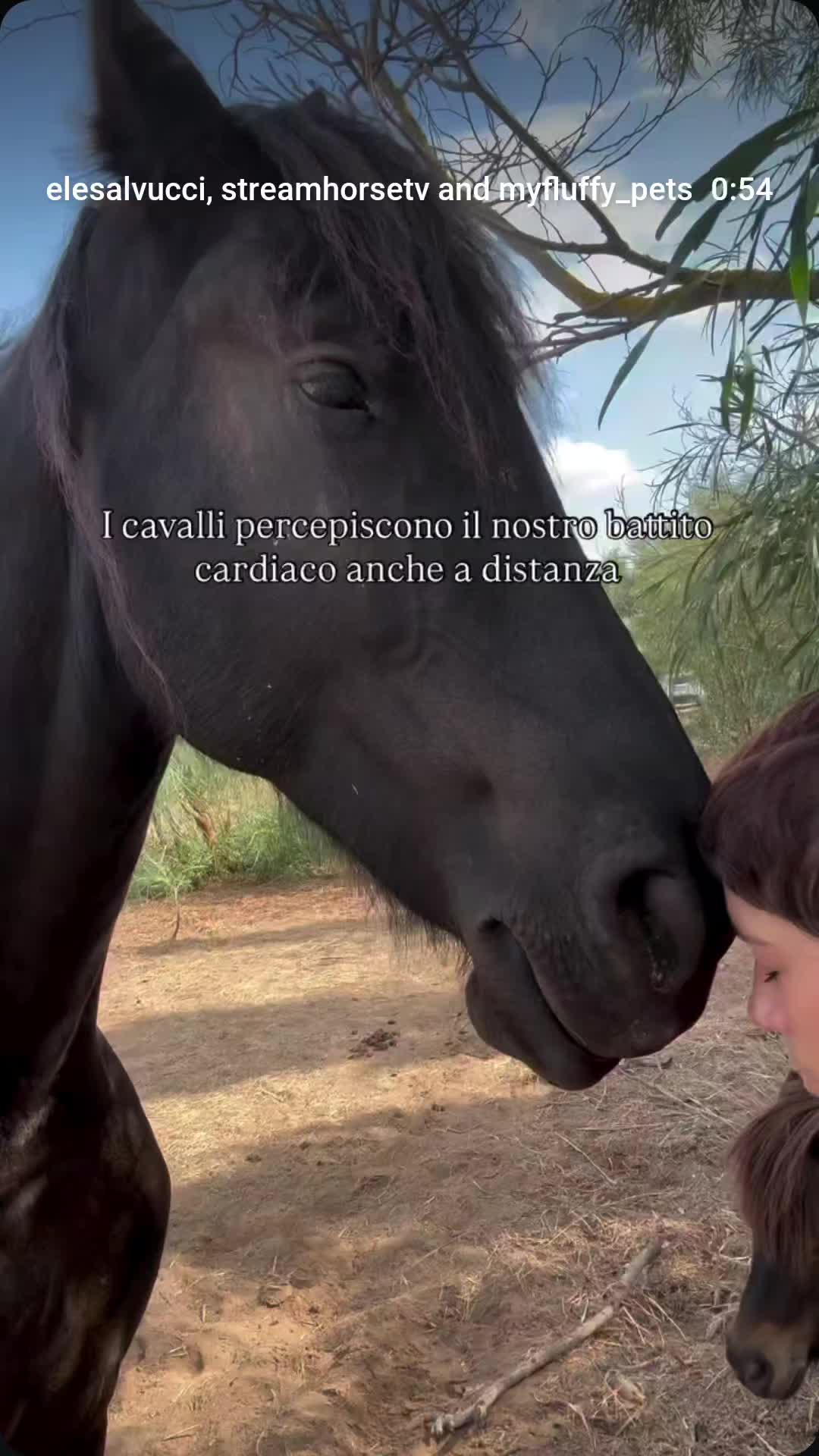@streamhorse