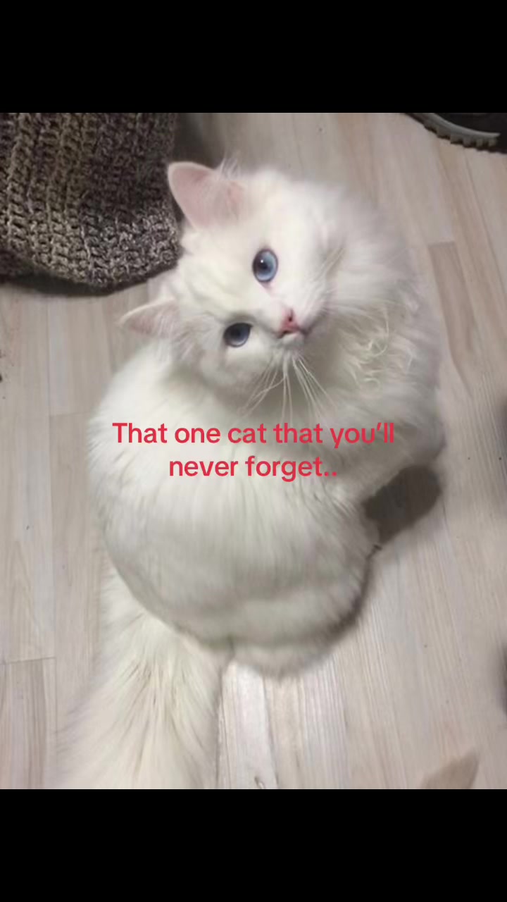 @🐰