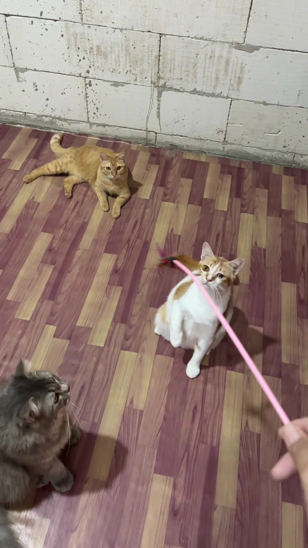 @BUMI ANABUL😺