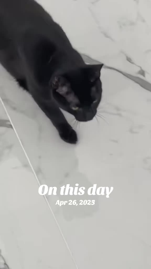 @Oscar&ensp;Jeremy&ensp;the&ensp;cat!