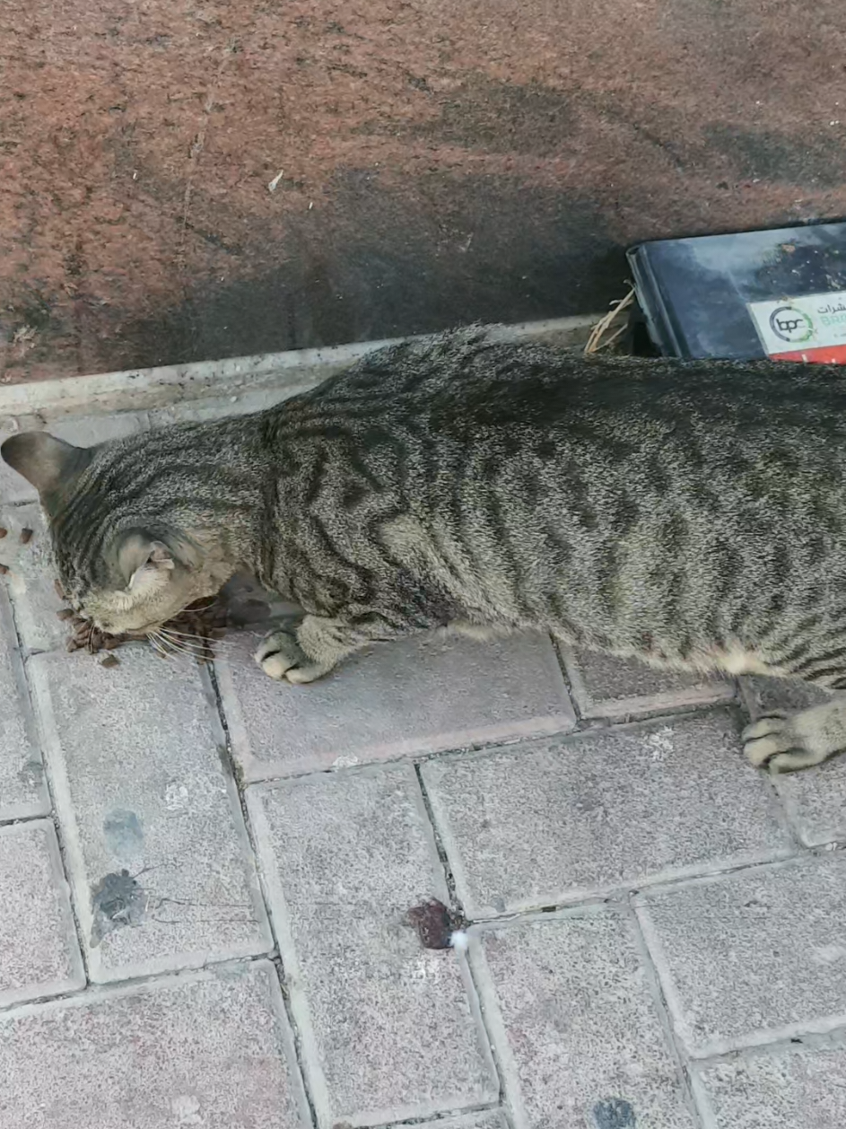 @🐾Feeding Stray Cats Daily🐈⬛