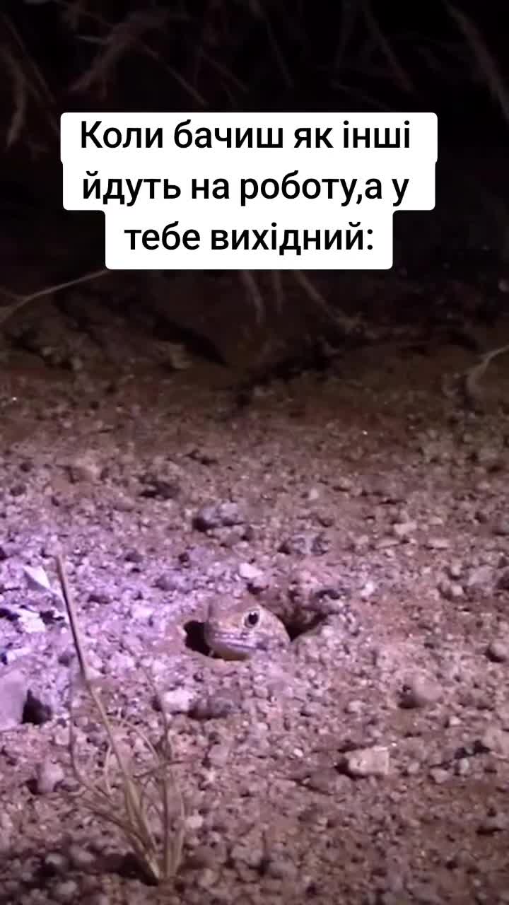 @memnon