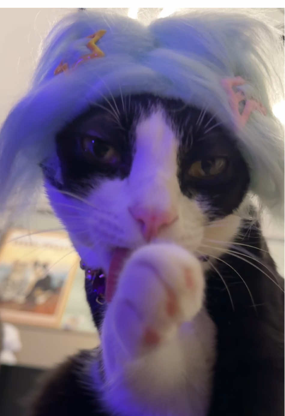 @Licking Cat